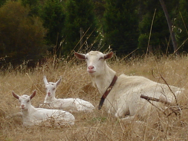 mother and babies