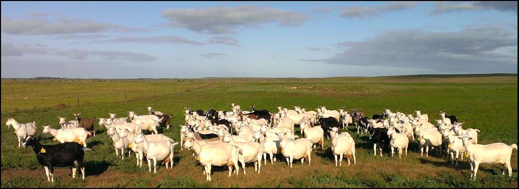 a herd of goats